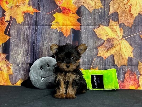 Yorkshire Terrier-Dog-Male-Black and Gold-25524-Petland Scottsdale, Arizona
