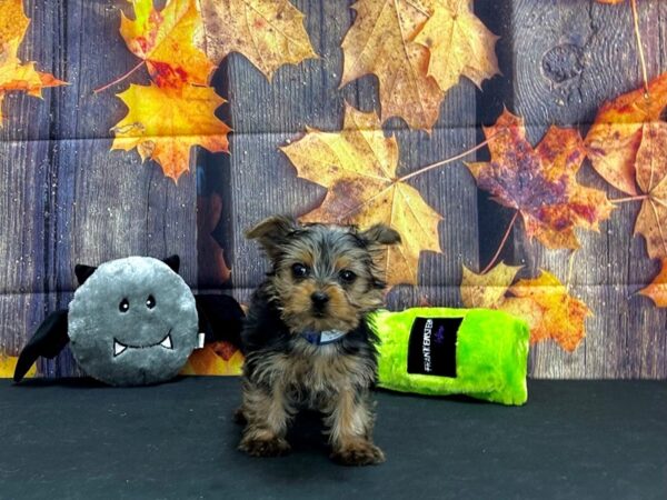 Yorkshire Terrier-Dog-Male-Black / Tan-25533-Petland Scottsdale, Arizona
