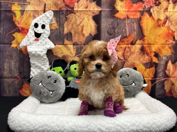 Cavalier King Charles Spaniel/Poodle-Dog-Female-Apricot-25540-Petland Scottsdale, Arizona