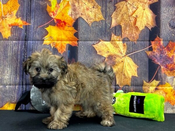 Havanese-Dog-Female-Gold-25532-Petland Scottsdale, Arizona