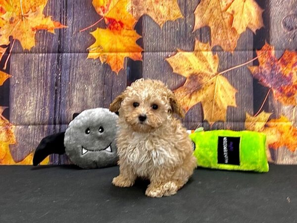 Maltese/Poodle-Dog-Female-Apricot-25542-Petland Scottsdale, Arizona