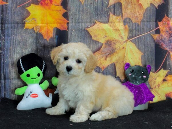 Bichon Frise/Poodle-Dog-Female-Apricot-25555-Petland Scottsdale, Arizona