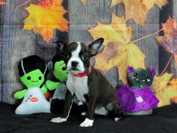 Boston Terrier-Dog-Female-Brindle and White-25563-Petland Scottsdale, Arizona