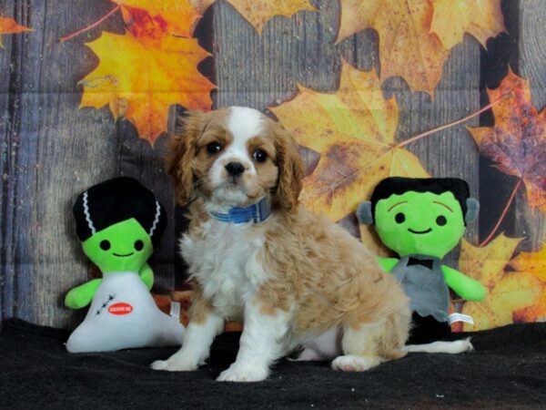 Cavalier King Charles Spaniel-Dog-Male-Blenheim-25564-Petland Scottsdale, Arizona