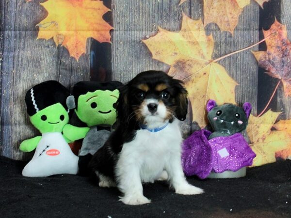 Cavalier King Charles Spaniel-Dog-Male-Black / Tan-25545-Petland Scottsdale, Arizona