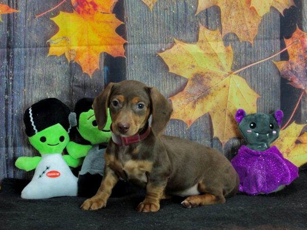 Dachshund-Dog-Female-Chocolate / Tan-25547-Petland Scottsdale, Arizona