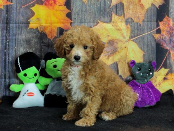 F1B Bichpoo-Dog-Female-Red-25554-Petland Scottsdale, Arizona