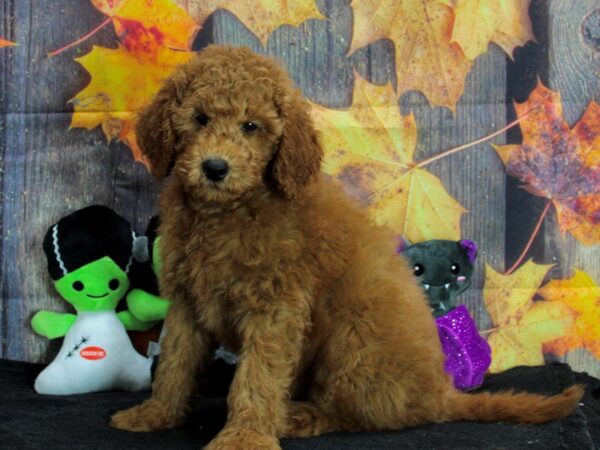F1B Mini Goldendoodle-Dog-Male-Red-25562-Petland Scottsdale, Arizona