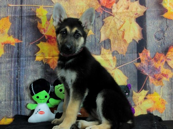 German Shepherd Dog-Dog-Female-Black and Tan-25565-Petland Scottsdale, Arizona