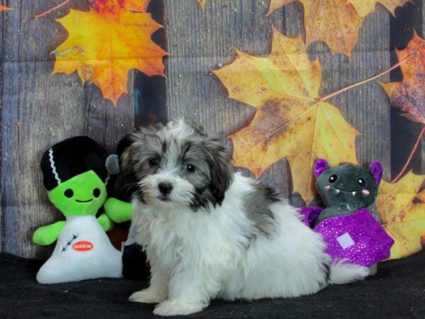 Havanese-Dog-Female-Silver Sable-25566-Petland Scottsdale, Arizona