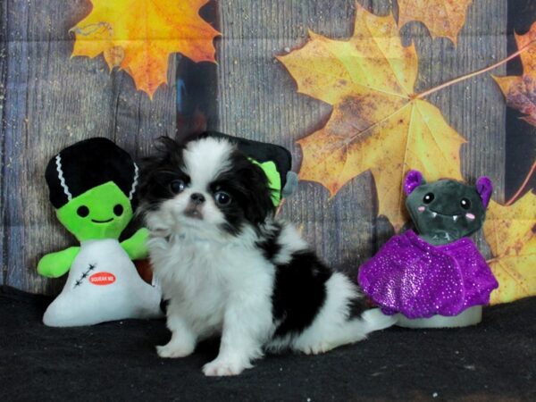 Japanese Chin-Dog-Male-Black / White-25559-Petland Scottsdale, Arizona