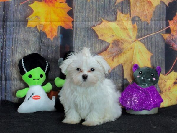 Maltese-Dog-Male-White-25550-Petland Scottsdale, Arizona