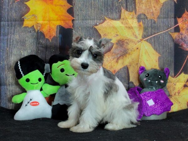 Miniature Schnauzer-Dog-Female-White Salt / Pepper-25551-Petland Scottsdale, Arizona
