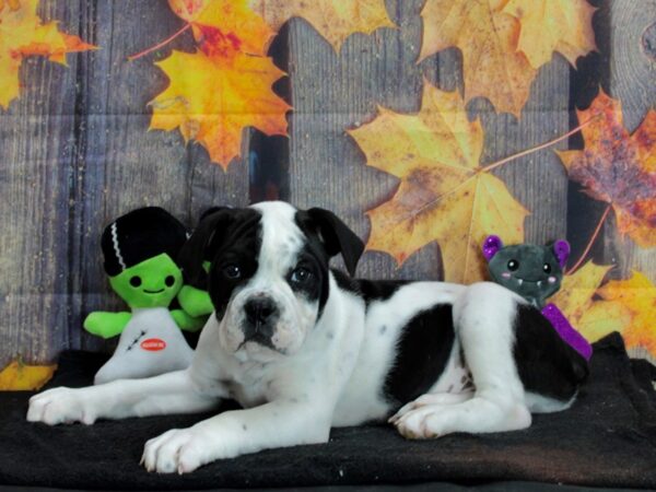 Olde Bulldog-Dog-Male-Black / White-25556-Petland Scottsdale, Arizona