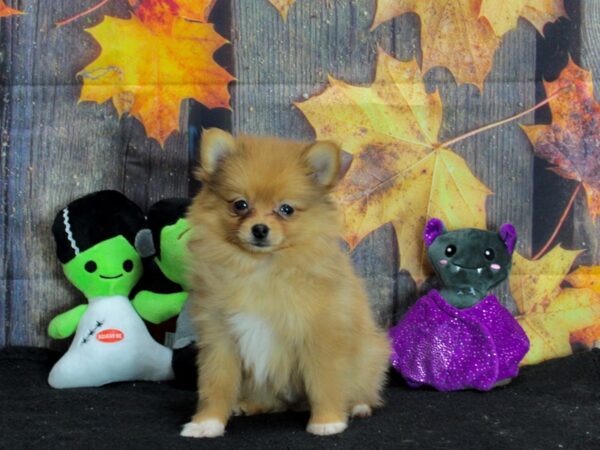 Pomeranian-Dog-Male-Orange-25552-Petland Scottsdale, Arizona