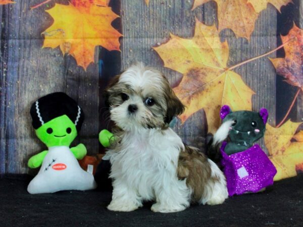 Shih Tzu-Dog-Female-White / Gold-25553-Petland Scottsdale, Arizona