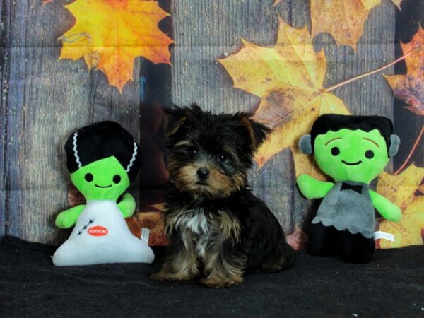 Yorkshire Terrier-Dog-Male-Black and Tan-25561-Petland Scottsdale, Arizona