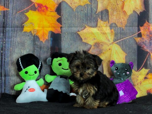 Yorkshire Terrier-Dog-Female-Black / Tan-25560-Petland Scottsdale, Arizona