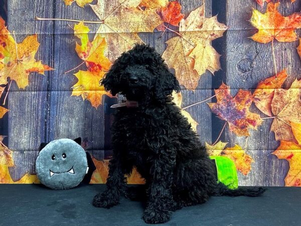F1B Goldendoodle-Dog-Female--25558-Petland Scottsdale, Arizona