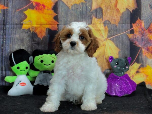Cavalier King Charles Spaniel/Poodle-Dog-Male--25567-Petland Scottsdale, Arizona