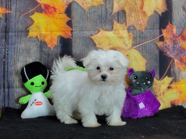 Maltese-Dog-Female-White-25549-Petland Scottsdale, Arizona