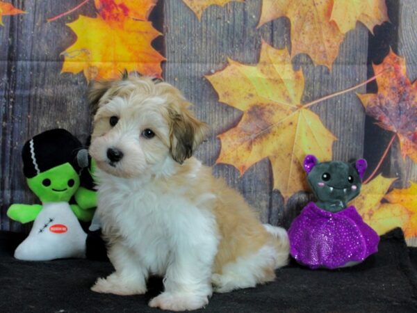 Havanese-Dog-Male-White / Gold-25548-Petland Scottsdale, Arizona