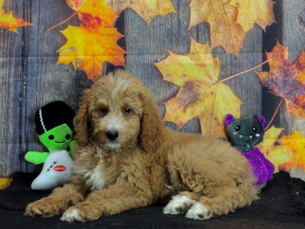 Labradoodle F1-B-Dog-Male--25570-Petland Scottsdale, Arizona