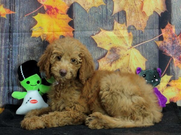 Labradoodle F1-B-Dog-Female--25571-Petland Scottsdale, Arizona