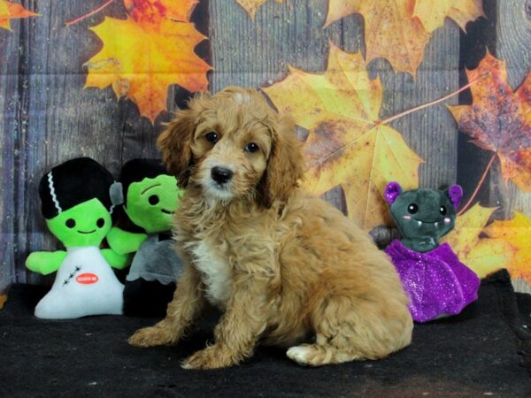 Cocker Spaniel/Poodle-Dog-Male--25568-Petland Scottsdale, Arizona