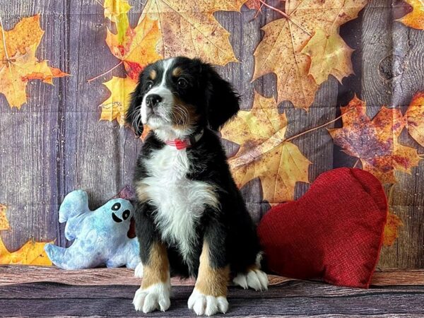 Bernese Mountain Dog-Dog-Female-Black Tan and White-25582-Petland Scottsdale, Arizona