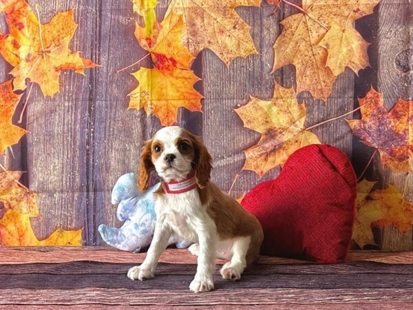 Cavalier King Charles Spaniel-Dog-Female-Blenheim-25581-Petland Scottsdale, Arizona