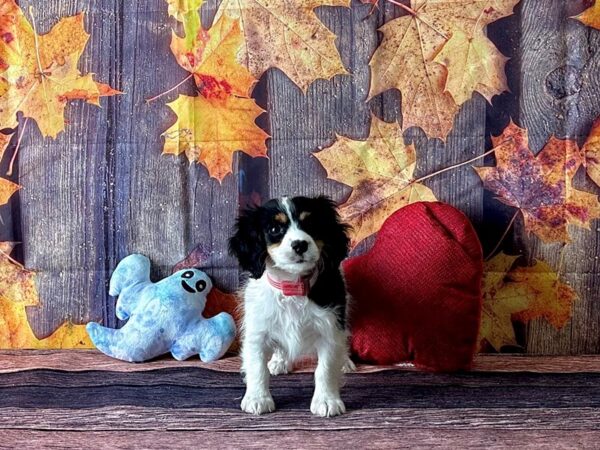 Cavalier King Charles Spaniel/Poodle-Dog-Female-Black and Apricot-25578-Petland Scottsdale, Arizona