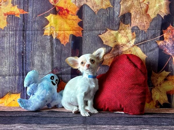Chihuahua-Dog-Male-Cream-25585-Petland Scottsdale, Arizona