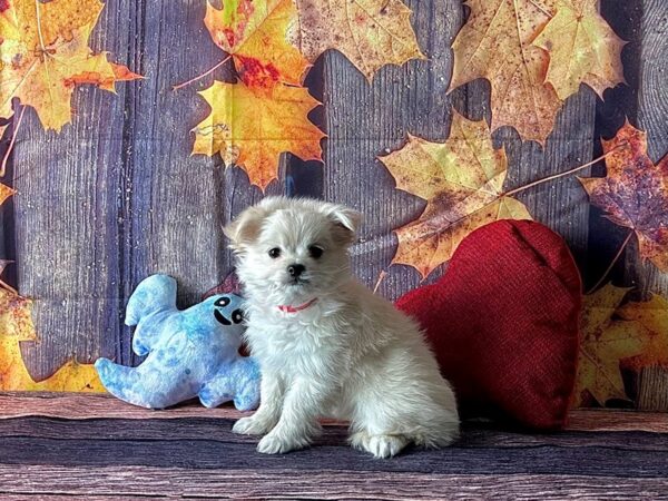 Chihuahua/Maltese-Dog-Female-Cream-25593-Petland Scottsdale, Arizona