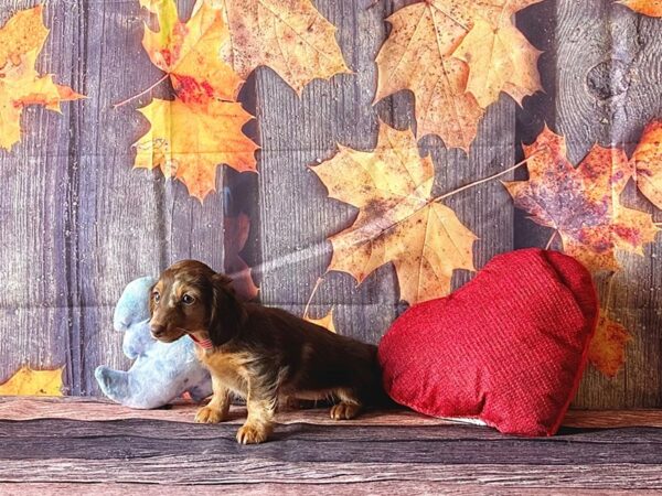 Dachshund-Dog-Female-Chocolate Dapple-25573-Petland Scottsdale, Arizona