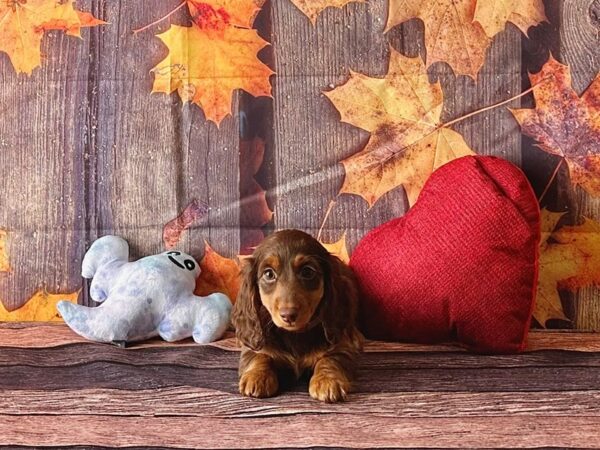 Dachshund-Dog-Female-Chocolate and Tan-25572-Petland Scottsdale, Arizona