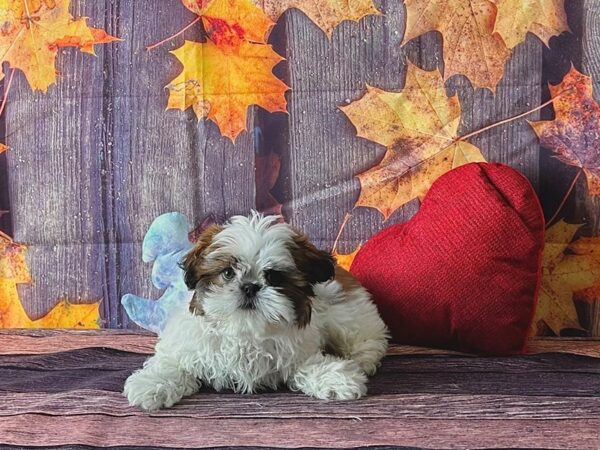 Shih Tzu-Dog-Female-Gold and White-25574-Petland Scottsdale, Arizona