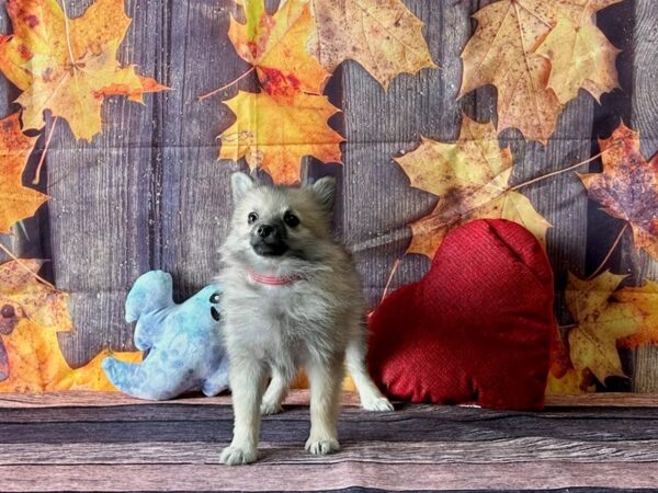 Pomeranian-Dog-Female-Orange Sable-25591-Petland Scottsdale, Arizona