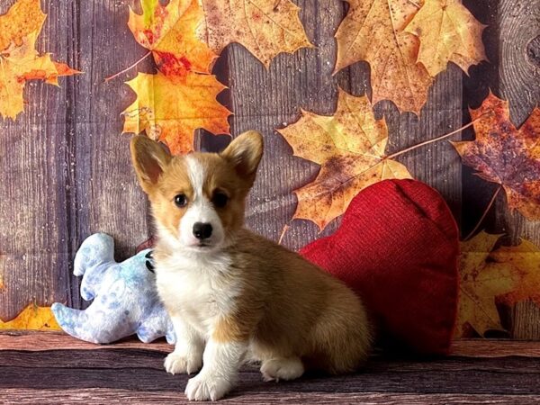 Pembroke Welsh Corgi-Dog-Male-Sable / White-25590-Petland Scottsdale, Arizona