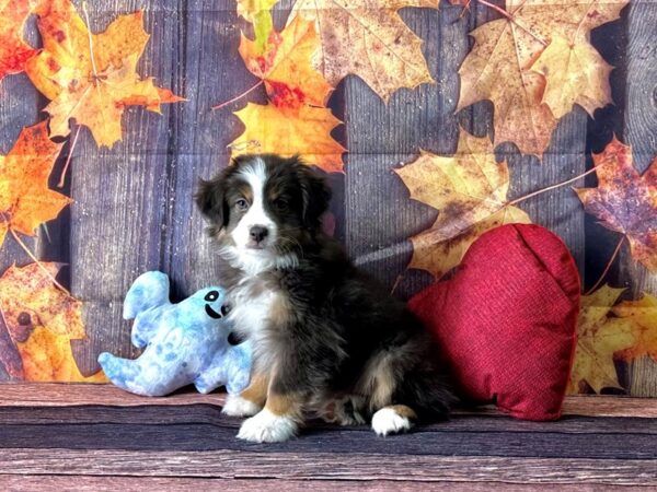 Miniature Australian Shepherd-Dog-Female-Blue / Gold-25583-Petland Scottsdale, Arizona