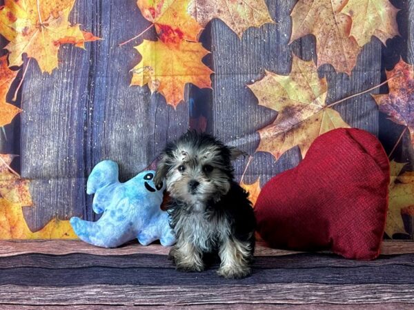 Maltese/Yorkshire Terrier-Dog-Male-Black / Tan-25596-Petland Scottsdale, Arizona