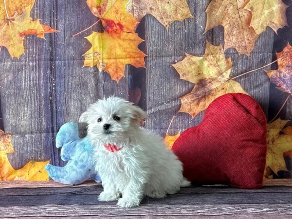 Maltese-Dog-Female-White-25589-Petland Scottsdale, Arizona