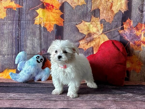 Maltese-Dog-Female-White-25588-Petland Scottsdale, Arizona