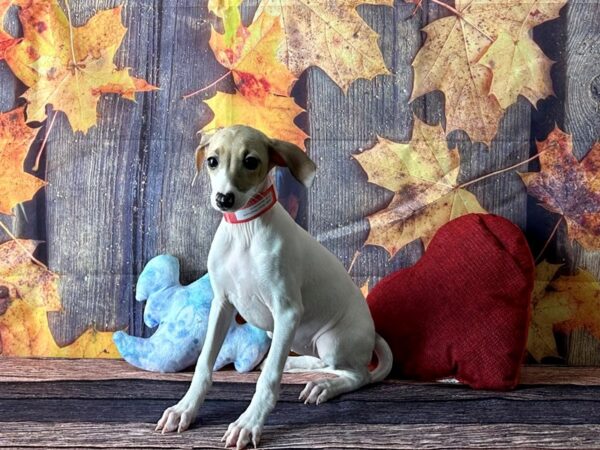 Italian Greyhound-Dog-Female-White / Fawn-25587-Petland Scottsdale, Arizona