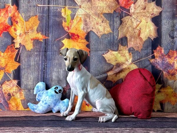 Italian Greyhound-Dog-Female-White / Fawn-25586-Petland Scottsdale, Arizona