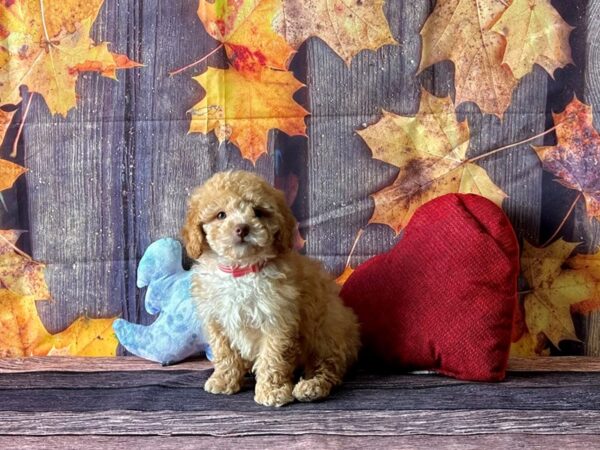 F1B Mini Goldendoodle-Dog-Female-Red-25594-Petland Scottsdale, Arizona