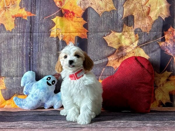 F1b Cavapoo-Dog-Female-Apricot-25595-Petland Scottsdale, Arizona