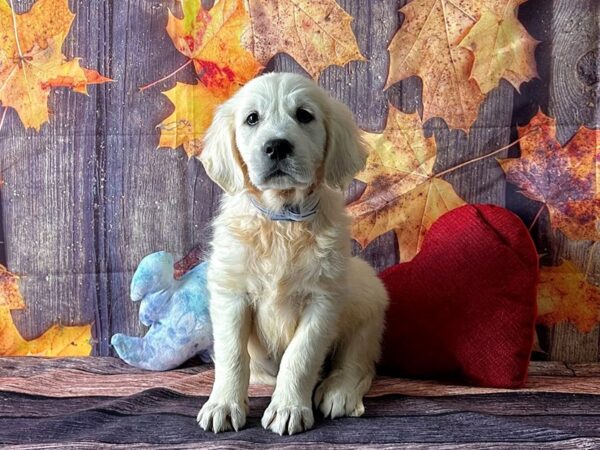 Golden Retriever-Dog-Male-Golden-25598-Petland Scottsdale, Arizona