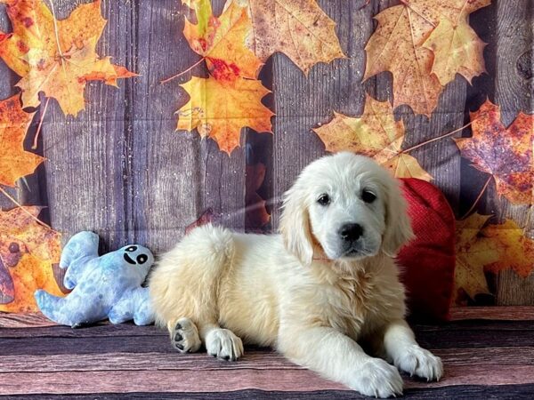 Golden Retriever-Dog-Female-Golden-25600-Petland Scottsdale, Arizona