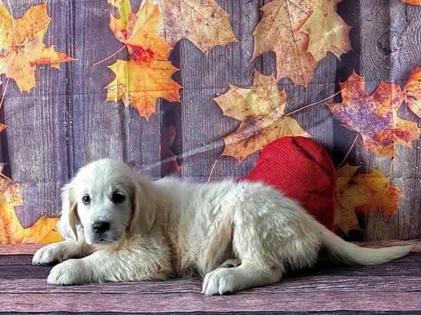Golden Retriever-Dog-Female-Golden-25601-Petland Scottsdale, Arizona